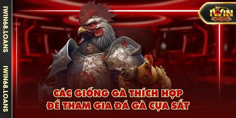 Các giống gà thích hợp để tham gia đá gà cựa sắt