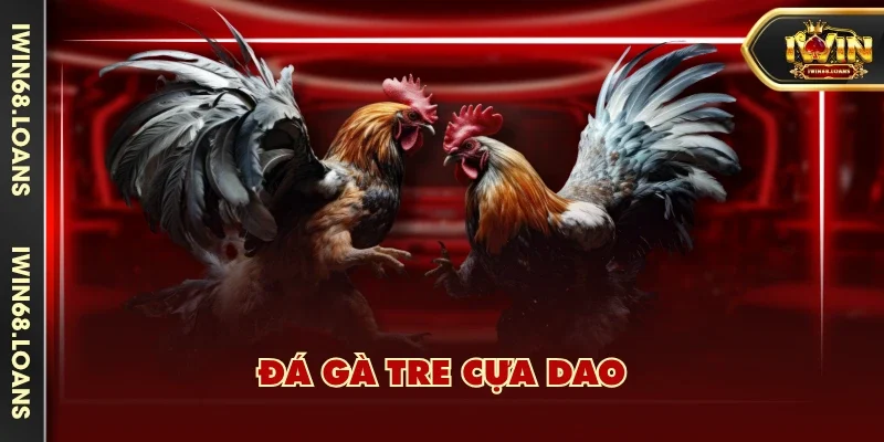 Đá gà tre cựa dao