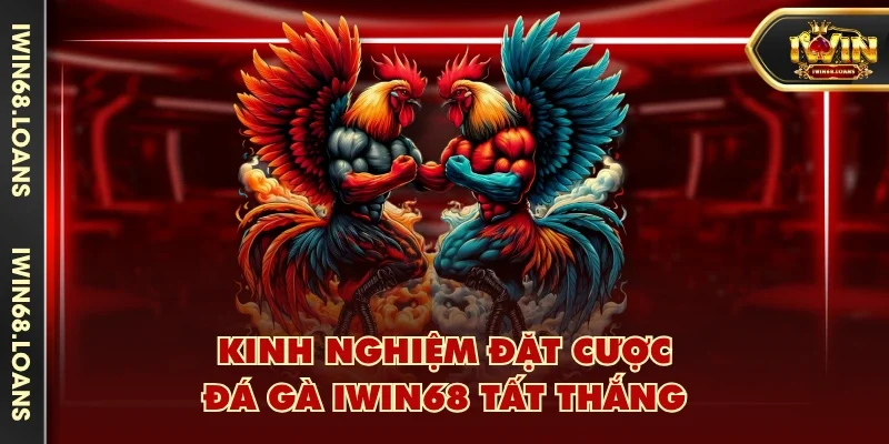 Kinh nghiệm đặt cược đá gà IWIN68 tất thắng